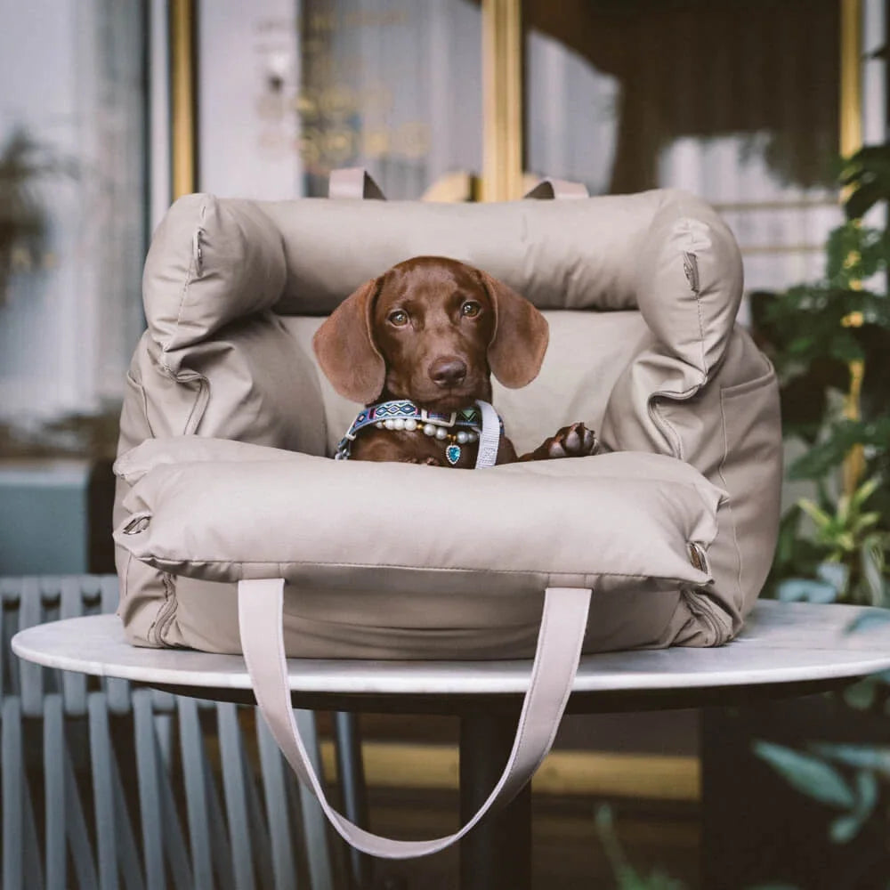 Dog in a portable carrier