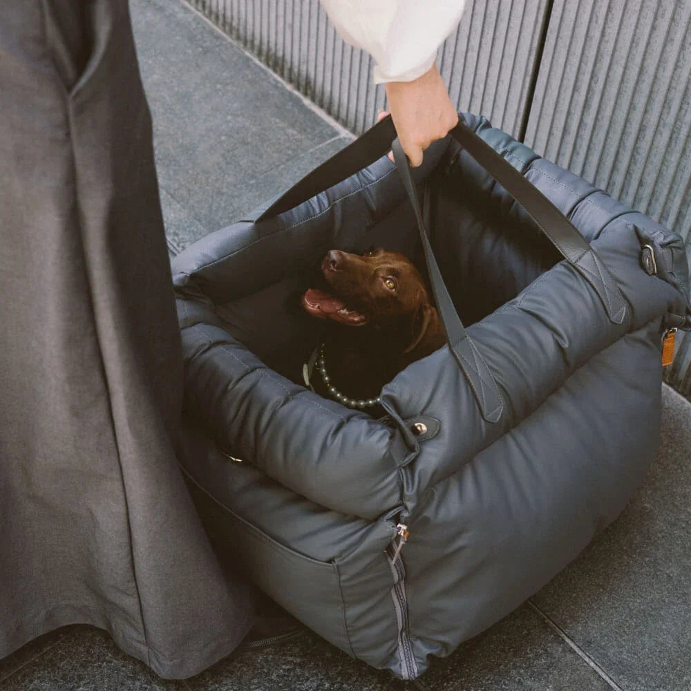 Dog in a portable carrier