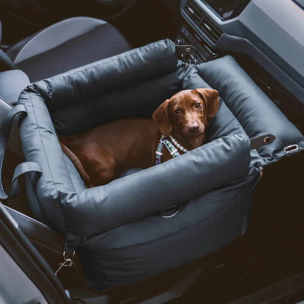 Dog in a portable carrier