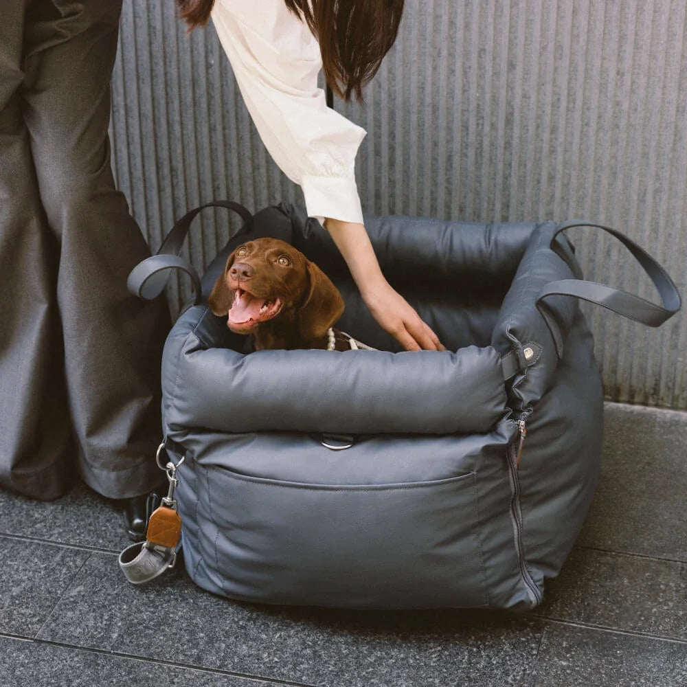 Dog in a portable carrier
