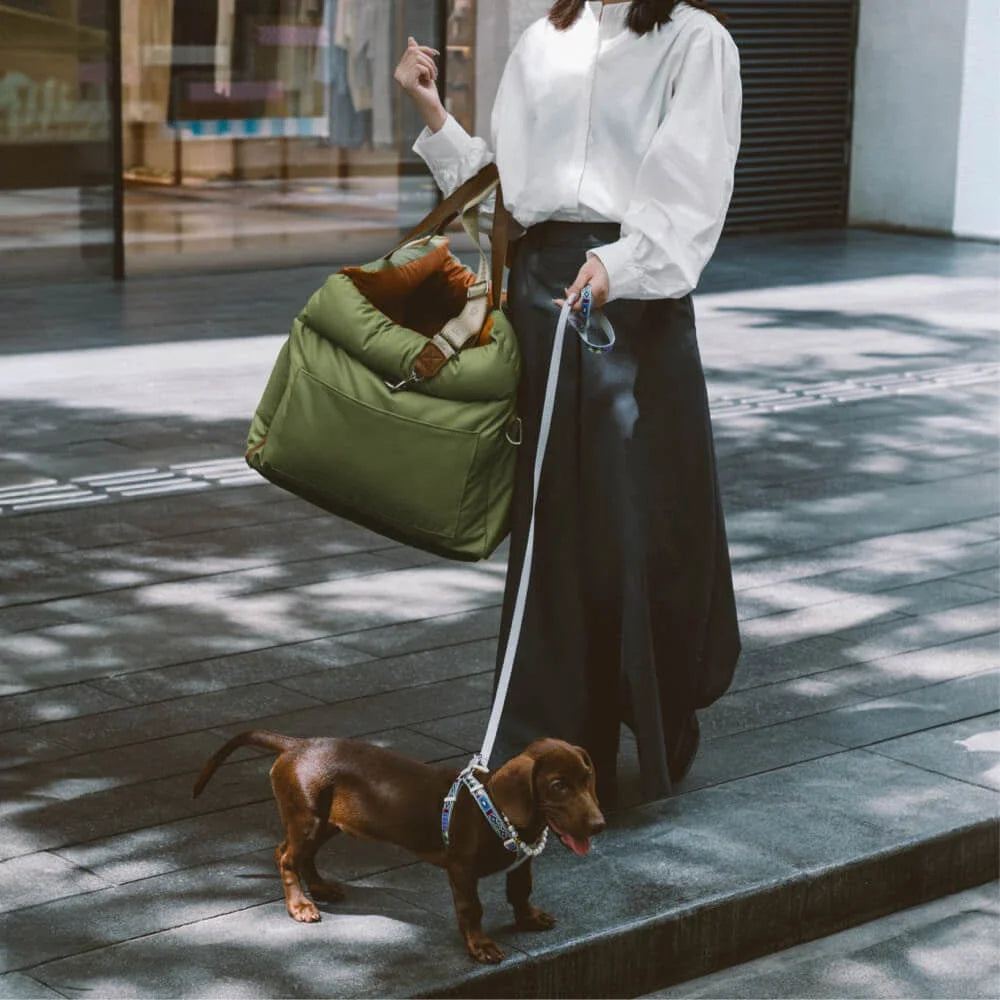 Dog in a portable carrier